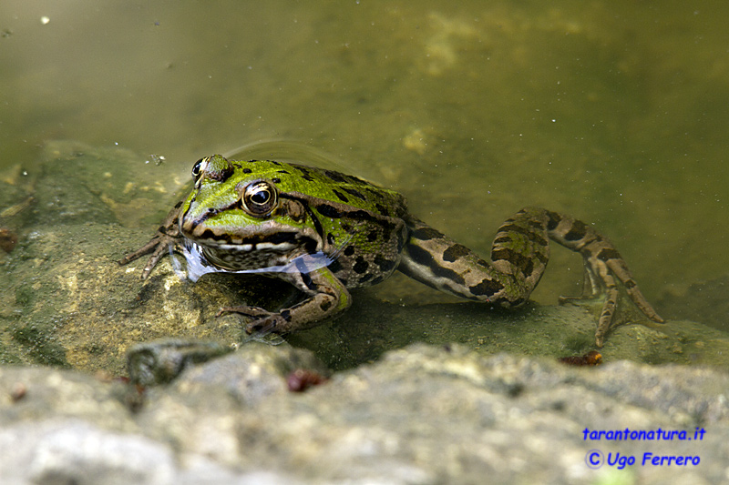 Qualche rana confidente... Pelophylax (anche) bergeri (TA)